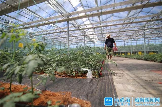 乡村振兴样板 如何让村庄红火起来？这片滨海田园里有答案