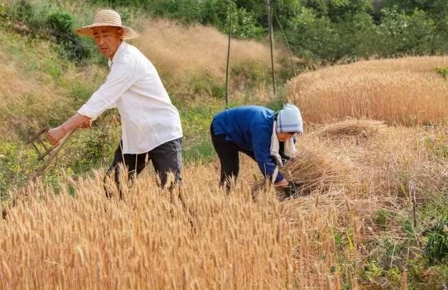 开镰了！“聚焦麦收一线，助力乡村振兴”富平大型采风活动即将启动