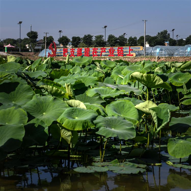 美丽富平：九眼莲