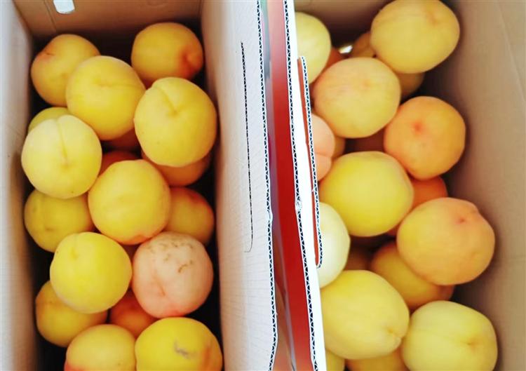 黄河滩里的健康生态园