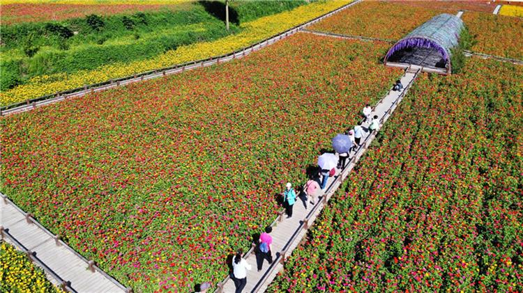 栾川：高山花海正缤纷